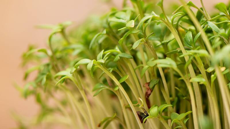 La verdura llena de vitamina K que ayuda a deshinchar el estómago, cuidar la piel, prevenir el reuma y la gota.