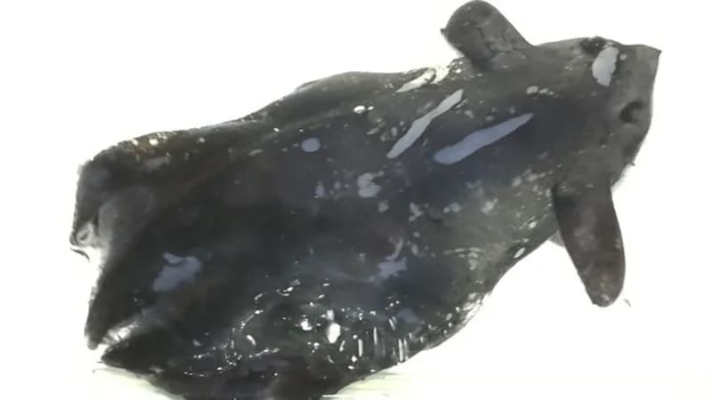 La nueva especie de calamar vampiro descubierta en China. Foto: Dajun Qiu.