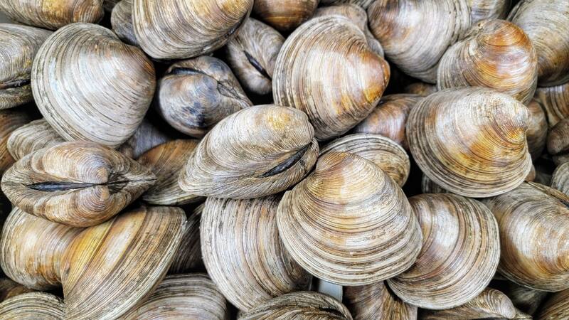 Las almejas de Aragón son unas de las más utilizadas en España (Fuente: Shutterstock)
