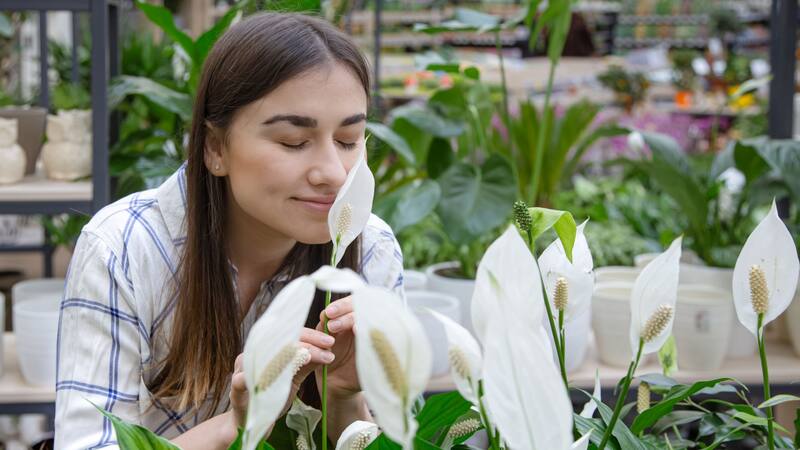 Si buscas que tu Cuna de Moisés florezca mejor y más rápido encontrarás en el bicarbonato de sodio a tu mejor aliado.