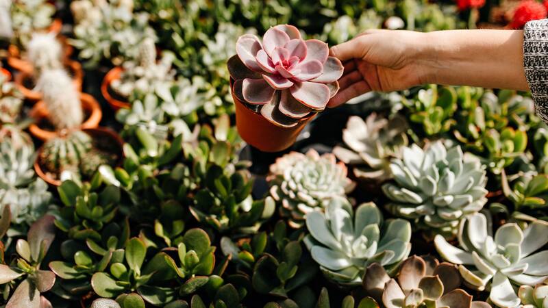 <div class="migrated-promo-image__description"><div class="migrated-promo-image__source">Fuente: Freepik</div></div>