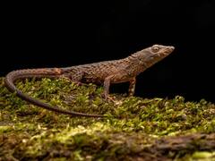 Hallazgo inesperado: descubren una nueva especie de lagarto espinoso semiacuático en Latinoamérica