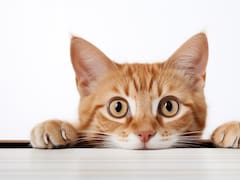 Ni persa ni atigrado: esta es la mejor raza de gato para tener en casa