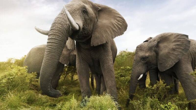 Descubrimiento increíble sobre los elefantes que los hace muy parecidos a los seres humanos. (Imagen: archivo)