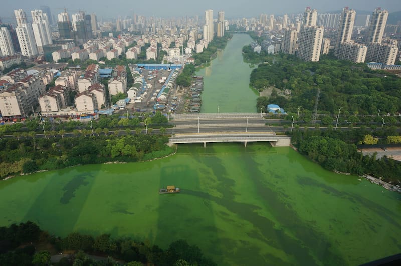 La fotosíntesis oxigénica de las cianobacterias involucra la captura de luz solar y la división del agua, liberando oxígeno como resultado (Fuente: Pixabay)