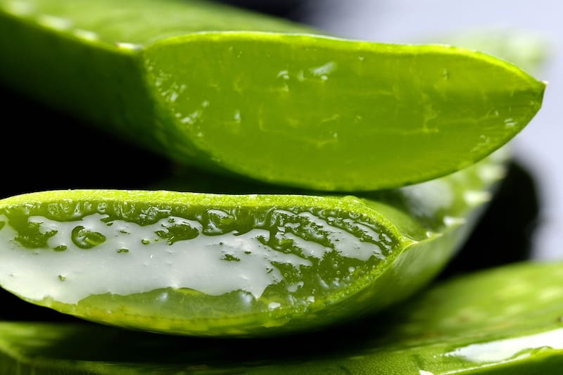 El aloe vera es la hierba con mayor cantidad de propiedades beneficiosas para el cuerpo. Fuente: Archivo.