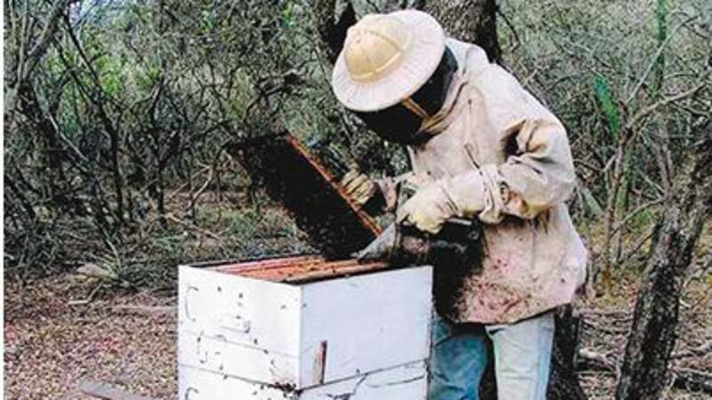 Argentina es el tercer productor mundial de miel