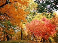 El árbol que plantan en Europa para sumar valor a las casas y que marca tendencia en el mundo