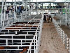 Cómo es el nuevo Mercado Agroganadero de Cañuelas que reemplazará al tradicional predio de Liniers
