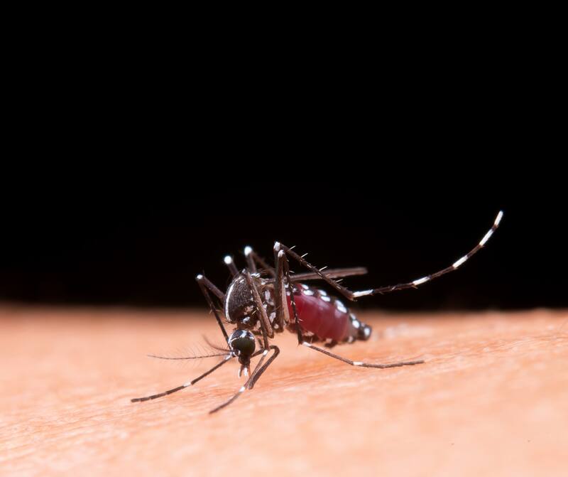 El cambio climático y el aumento de temperaturas han expandido la presencia del Aedes aegypti en Brasil. (Foto: Archivo)