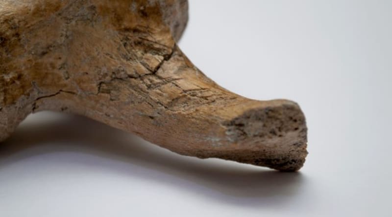 En los restos se observan los cortes que, según los especialistas, habrían sido realizados por humanos. (Foto: conicet.gov.ar)