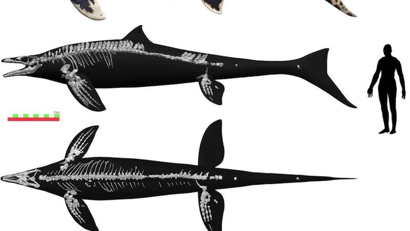 Este es uno de los mayores descubirmientos fósiles del siglo.