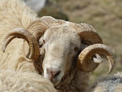 El hallazgo arqueológico que cambia todo lo que sabemos de las ovejas: ¿qué hacían en el Antiguo Egipto con sus cuernos?