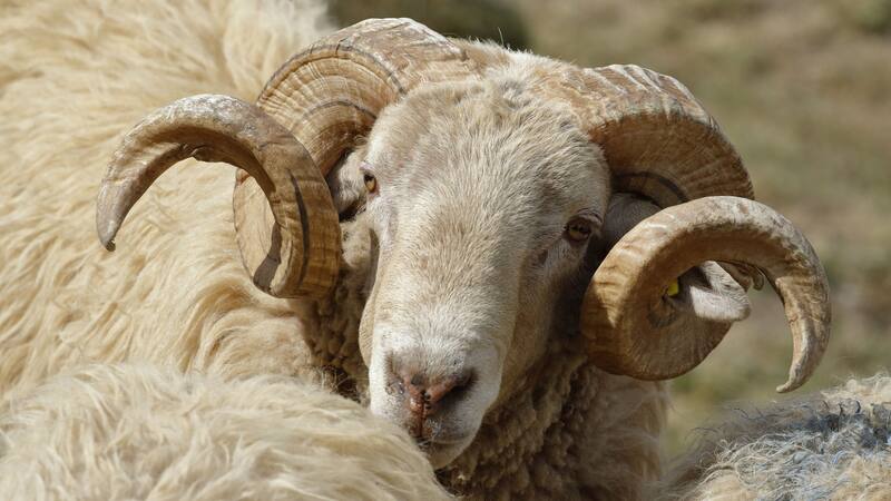 Este descubrimiento ofrece la evidencia más antigua de manipulación de cuernos en ganado, con más de 5.500 años de antigüedad.