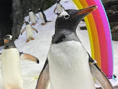 Adiós Sphen: uno de los pingüinos de la famosa pareja gay cuya historia de amor cautivó al mundo fallece en Australia