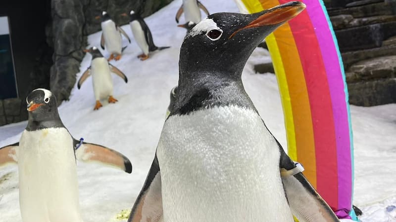 Murió Sphen, el famoso pingüino gay australiano que incubó una cría con su pareja Magic.