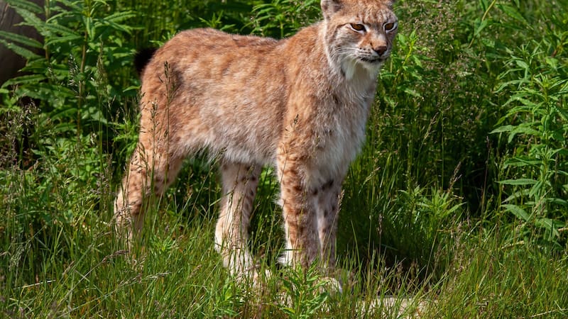 Asociaciones ecologistas proponen reintroducir un felino superdepredador en los Pirineos tras 100 años de extinción.
