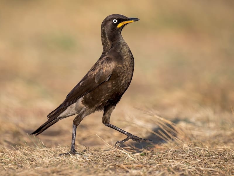 Un grupo de investigadores detectó un comportamiento inesperado en el estornino bicolor. Foto: Archivo.