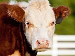 ¿Cuántas vacas hay por argentino? La cifra oficial según el Gobierno