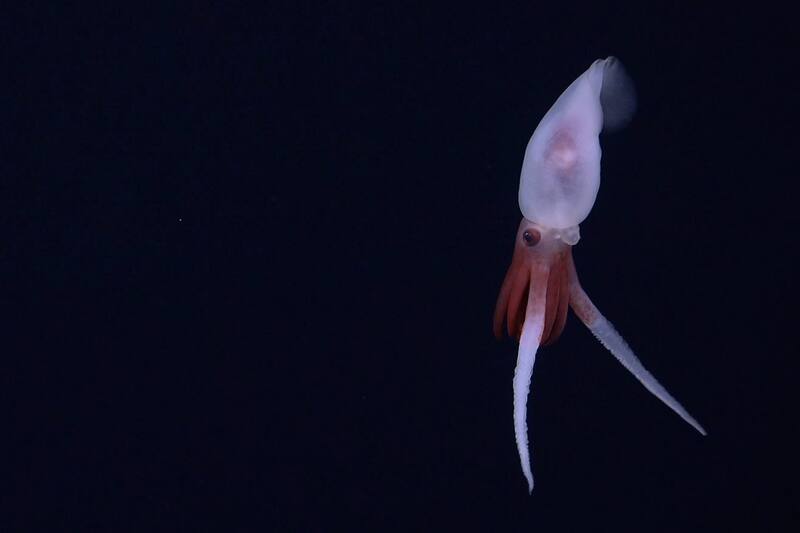 Es la primera grabación de un calamar Promachoteuthis vivo. (SuBastian / Instituto Oceánico Schmidt)