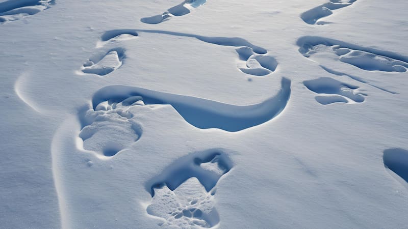 Imagen ilustrativa. Se estima que se extinguió el 25% de las especies terrestres.