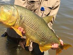 El extraordinario río donde se pescan los mejores dorados: está cerca de CABA y tiene pique todo el año
