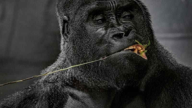 La principal razón por la que se extinguió el simios más grande de todos los tiempos