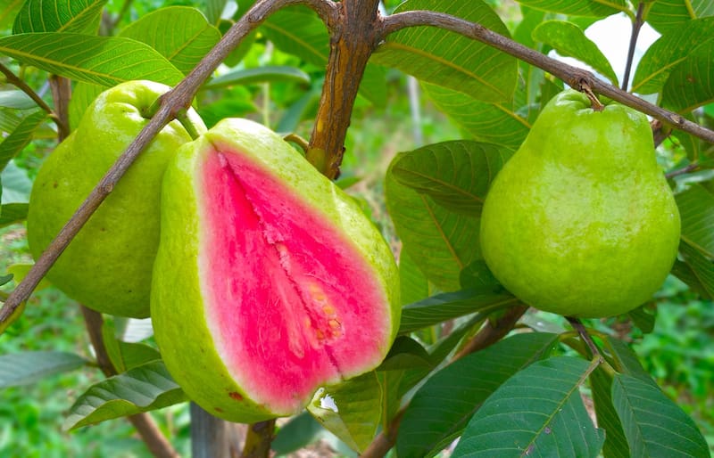 La guayaba es una fruta versátil que puede disfrutarse frescas, en jugos o como parte de diversas recetas. Foto: archivo El Cronista México