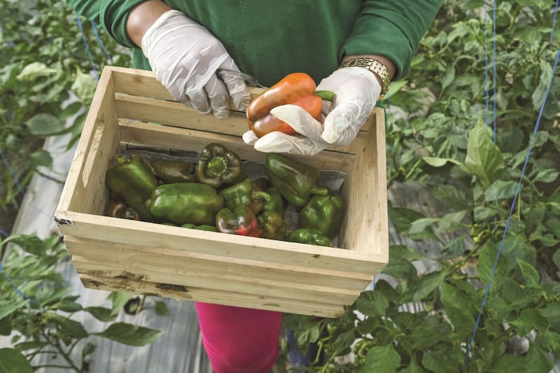 En los primeros nueve meses del año el sector agroindustrial liquidó 28.447.322.877 de dólares