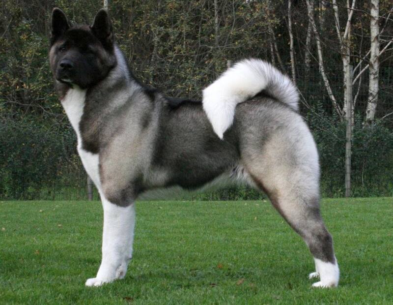 Akita Inu perro potencialmente peligroso en gran parte del mundo. Fuente: Archivo