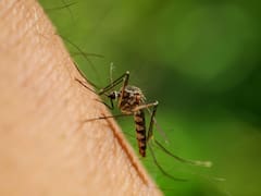 Murió una nueva víctima por el virus del Nilo: ya van 11 fallecidos y es el mayor brote de la historia de nuestro país