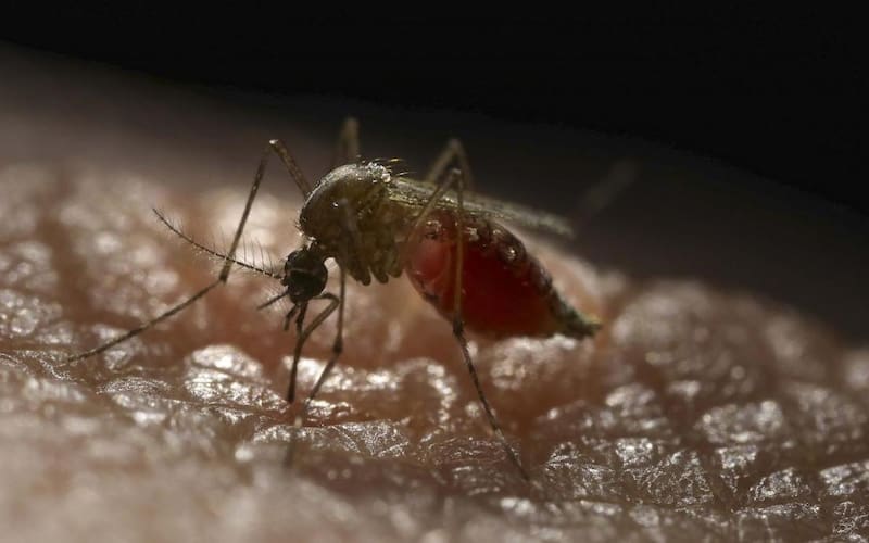 OMS alerta de aumento de mosquitos que transmiten dengue en Europa y Cono Sur (foto: archivo).