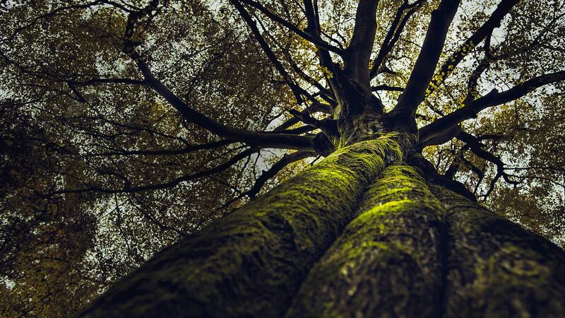 Se estima que este árbol tiene más de 400 años, lo que lo convierte en un testigo de la historia de su hábitat.