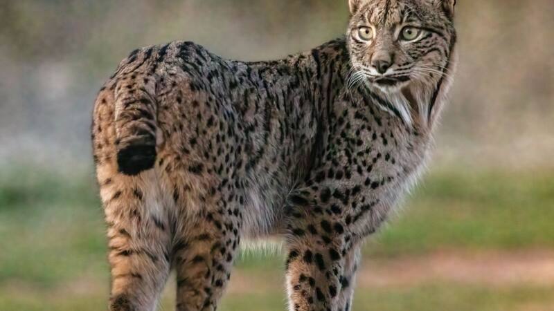 El felino pertenece a una de las especies más asombrosas de la península ibérica.