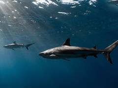 El descubrimiento científico que podría salvar miles de vidas: encuentran una extraña relación entre la luna llena y los ataques de tiburones
