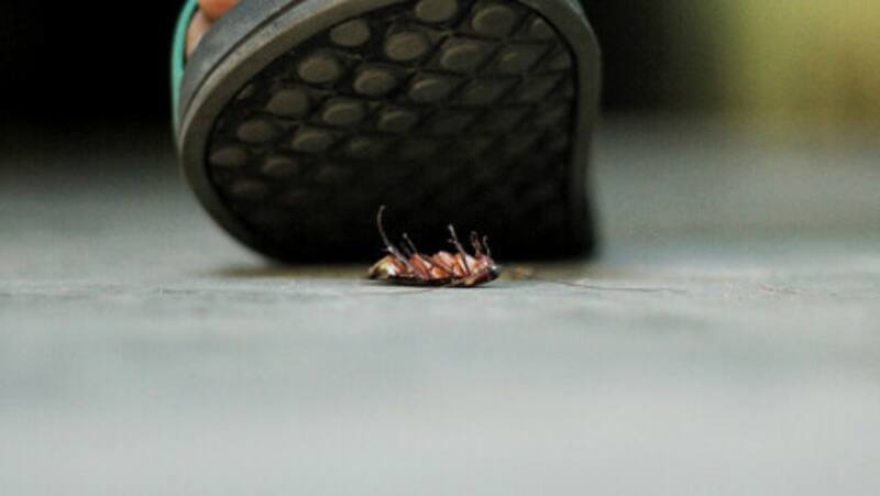 Por qué las "supercucarachas" son tan resistentes. Fuente: FreePik.