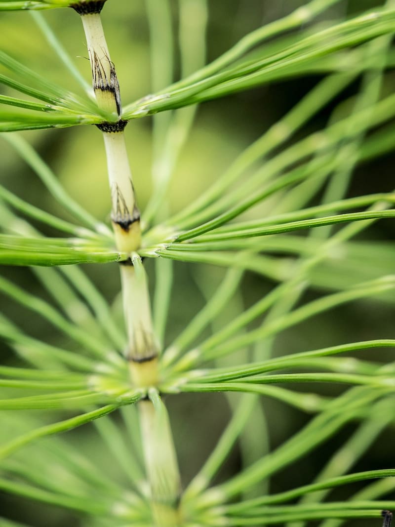 La cola de caballo es una alternativa natural para quienes buscan soluciones herbales para el cuidado personal. (Fuente: Pixabay)