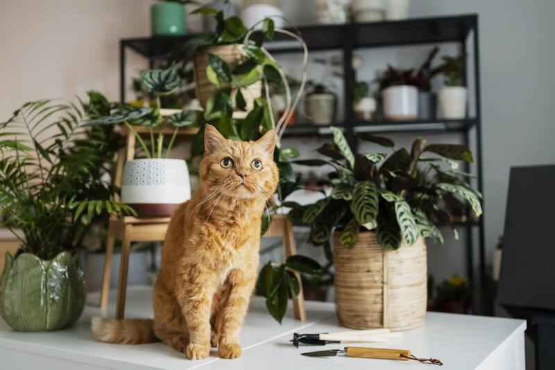 Algunas plantas pueden causar vómitos, diarrea y otros problemas de salud en los gatos. (Foto: Freepik)