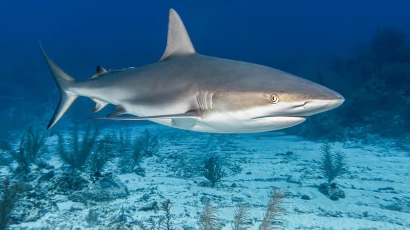 El hallazgo responde a muchas incógnitas de la comunidad científica.