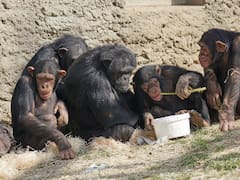 Descubrimiento revolucionario: hallan una "máquina del tiempo genética" que llevaría a los chimpancés a su siguiente evolución
