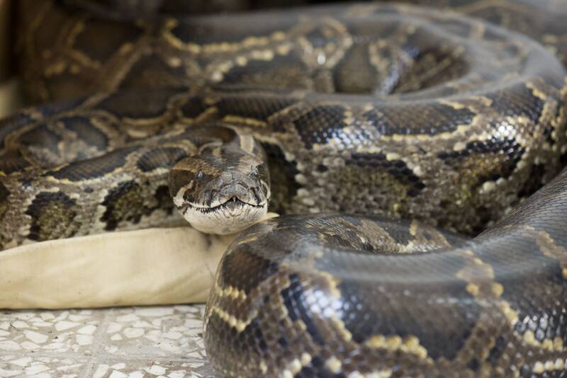 La superserpiente amenaza el ecosistema de los Everglades. (Fuente: LiCheng Shih en Wikimedia Commons)