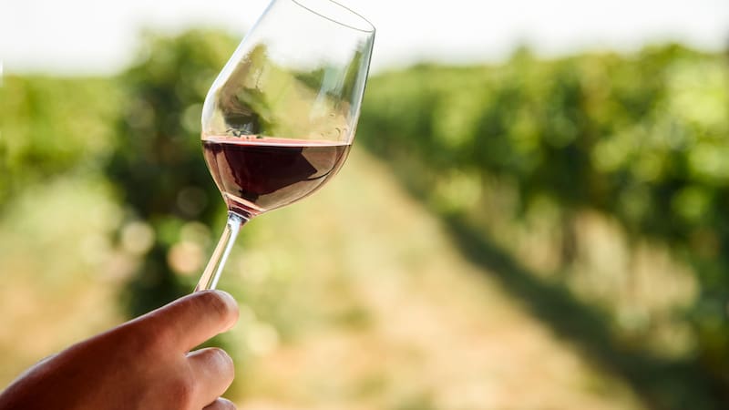 Encontraron el vino más antiguo del mundo: tiene 2000 años y estaba en una tumba en España.