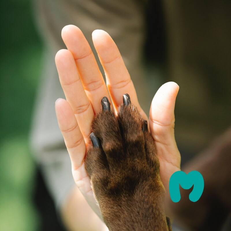 Todo lo que podrás encontrar en Mascoting la próxima semana. (Foto: Instagram - @mascoting.es).