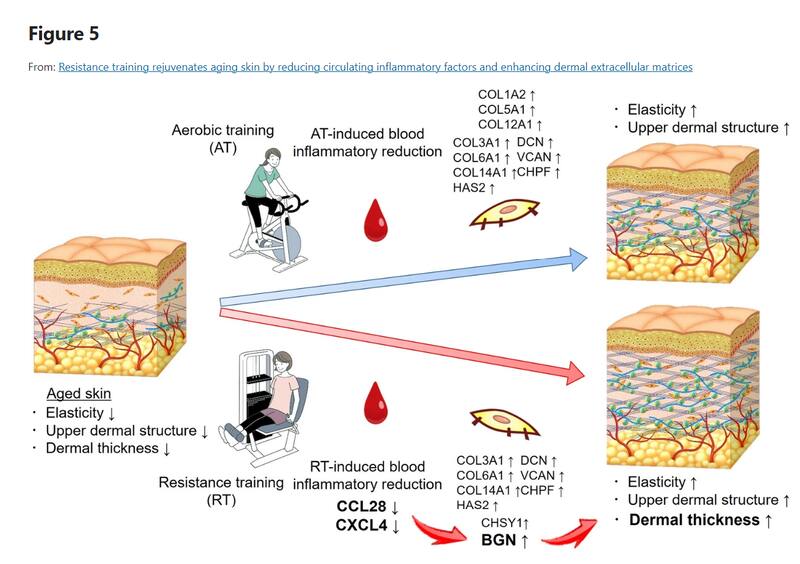 Fuente: Resistance training rejuvenates aging skin by reducing circulating inflammatory factors and enhancing dermal extracellular matrices