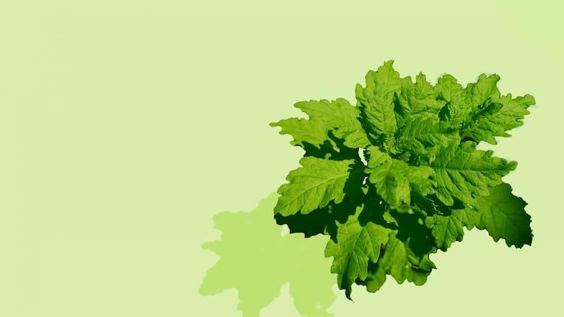 Esta hierba cuenta un gran número de propiedades medicinales.