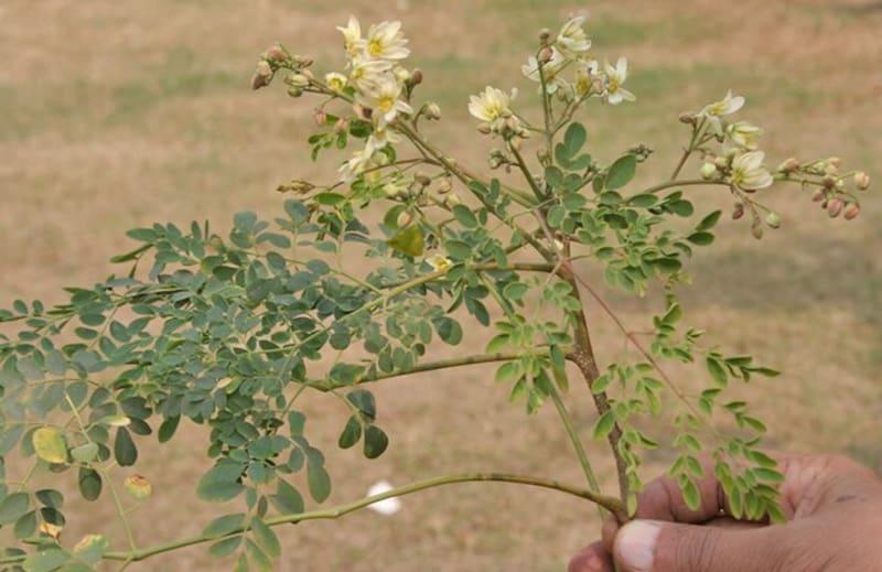 Árbol de moringa (foto: Wikipedia).