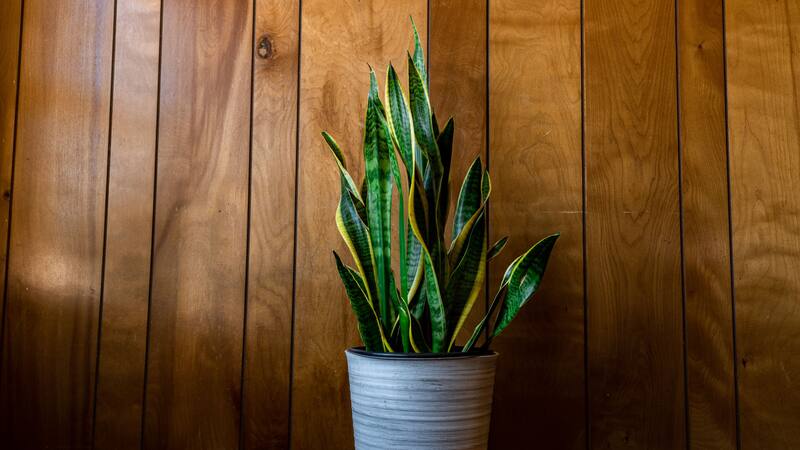 Sus hojas alargadas y puntiagudas le han valido nombres curiosos como lengua de tigre, lengua de vaca y espada de San Jorge.