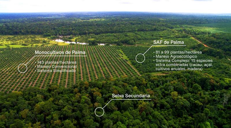 El trabajo agroforestal de Natura en el Amazonas que también ayuda a las comunidades locales