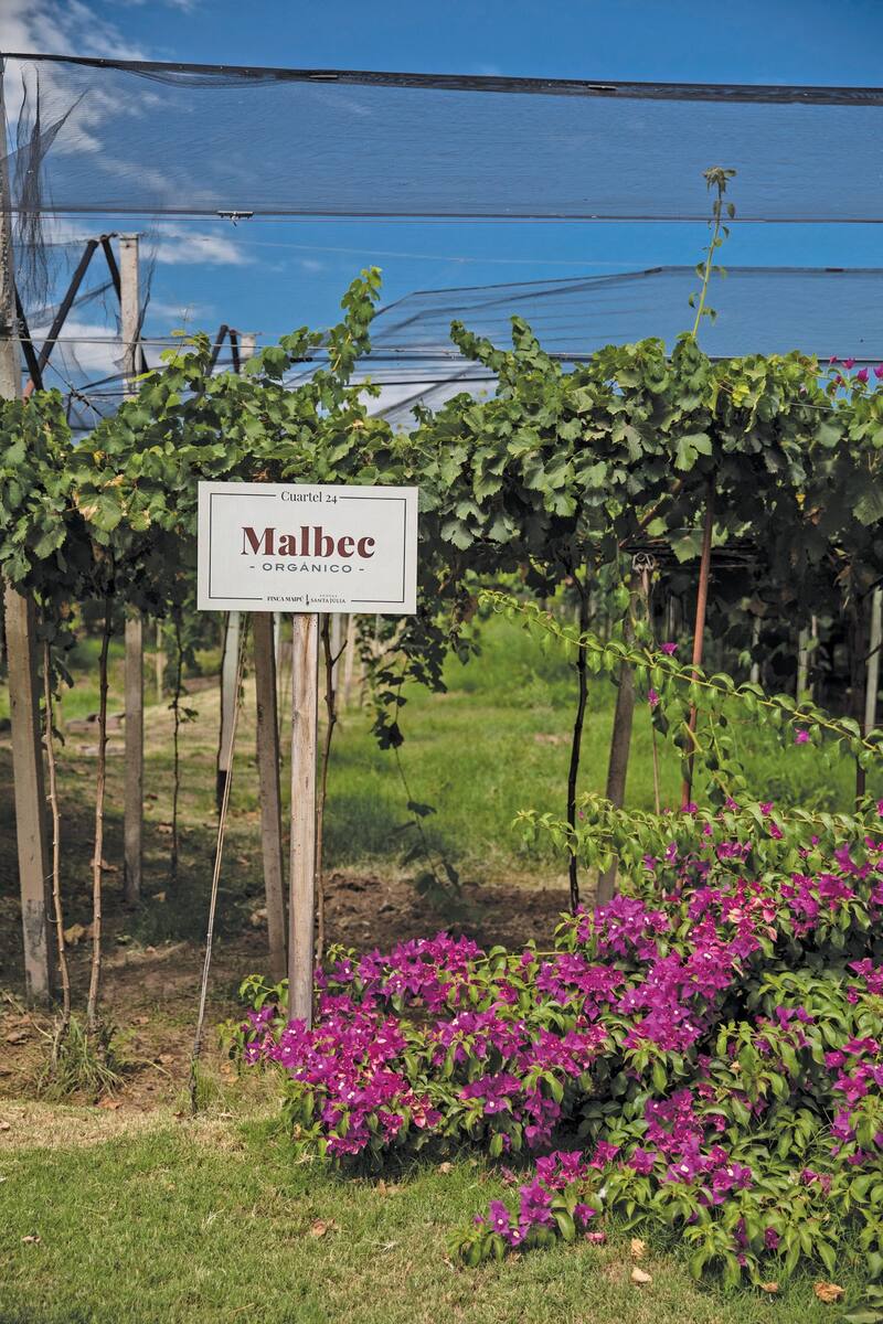 Bodega Santa Julia apuesta a la ecuación precio-calidad.