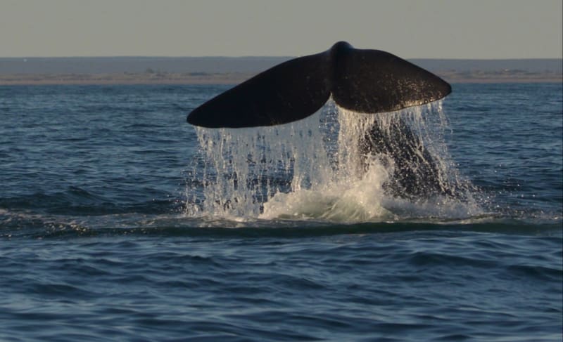 Río Negro ofrece un imponente avistaje de ballenas. (Fuente: El Chubut)